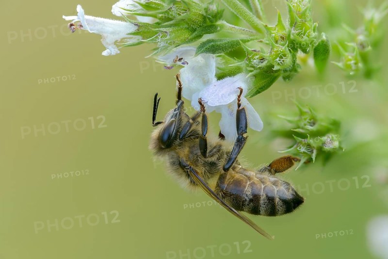 Apidae, apis mellifera, bees, European honey bee, European honeybee, hymenoptera, western honey bee, honey bee, honey bee, honeybee, insects, wild bees