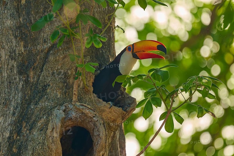 A toucan peeks out of a tree hollow, surrounded by green leaves, Toco toucan (Ramphastos toco), Pantanal, Mato Grosso, Brazil