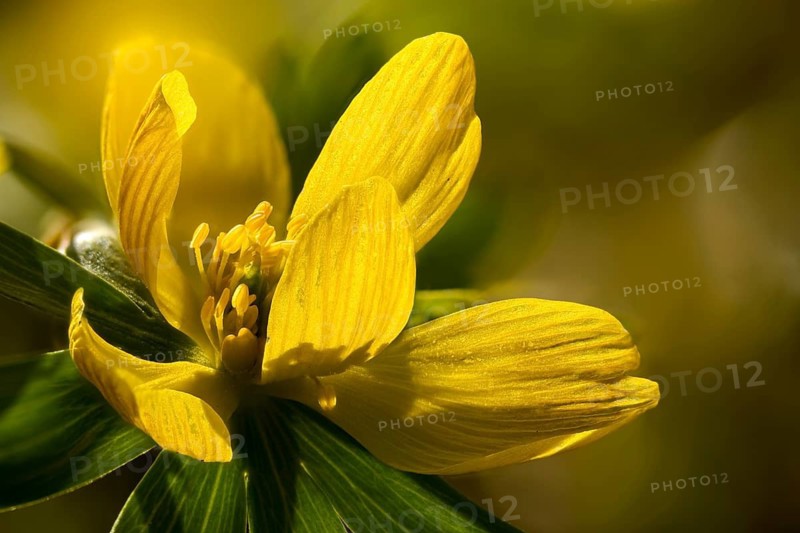 Eranthis hyemalis, buttercup, ranunculaceae, winterling, flora, spring, plants, spring, winter aconite