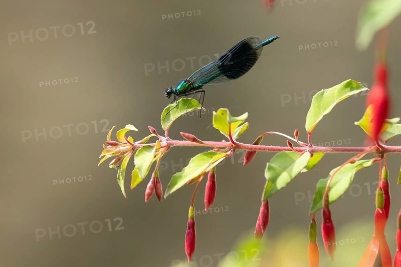Banded demoiselle damselfly (Calopteryx splendens) adult male insect resting on a Fuchsia plant flowers in summer, England, United Kingdom