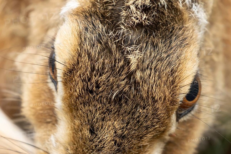 European brown hare (Lepus europaeus) adult animal head portrait, England, United Kingdom