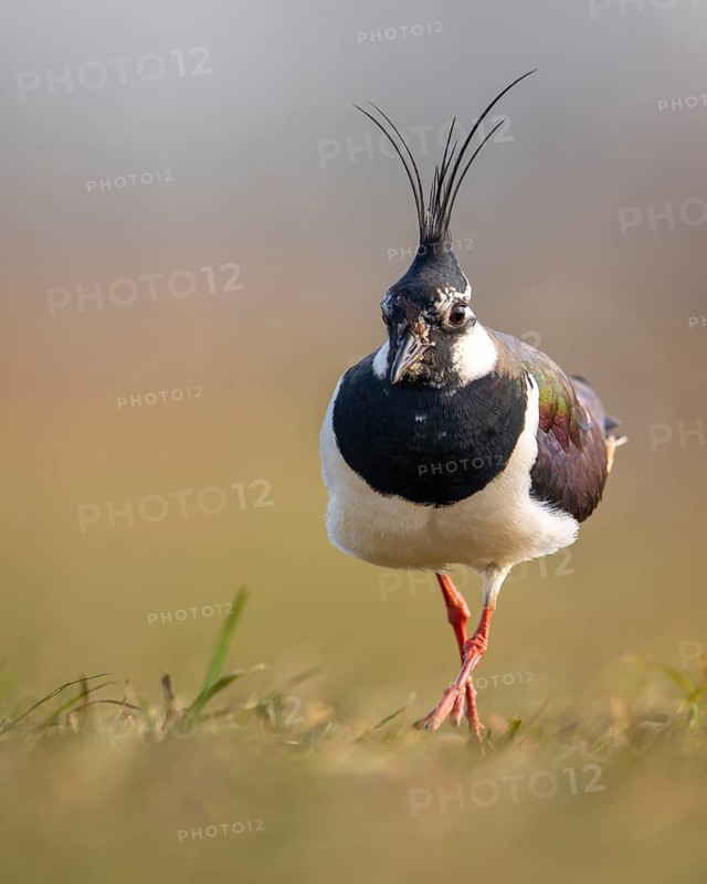 Northern Lapwing (Vanellus vanellus) in a wet meadow, Dümmer, Lembruch, Lower Saxony, Germany