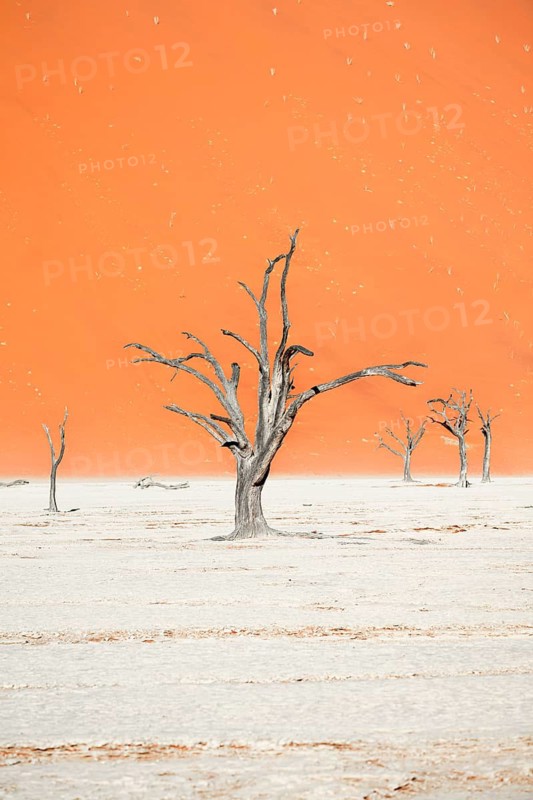 Dead camel thorn trees (Vachellia erioloba), red sand dunes, white salt pan, Dead Vlei, Sossusvlei, Namib Desert, Namib-Naukluft Park, Namibia