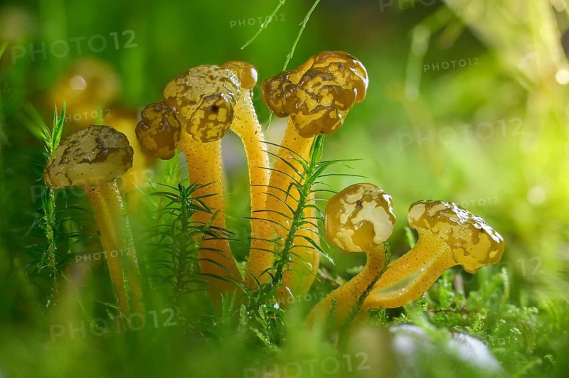 Gallat cap, gelatinous cap, common gelatinous cap, green yellow gelatinous cap, leotia gelatinosa, leotia lubrica, slippery cap mushroom, fungus, jelly baby, mushrooms