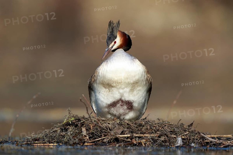 Great Crested Grebe (Podiceps cristatus) on nest, North Rhine-Westphalia, Germany