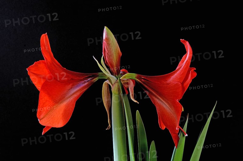 Amaryllis, Knight Star, Hippeastrum hybrids