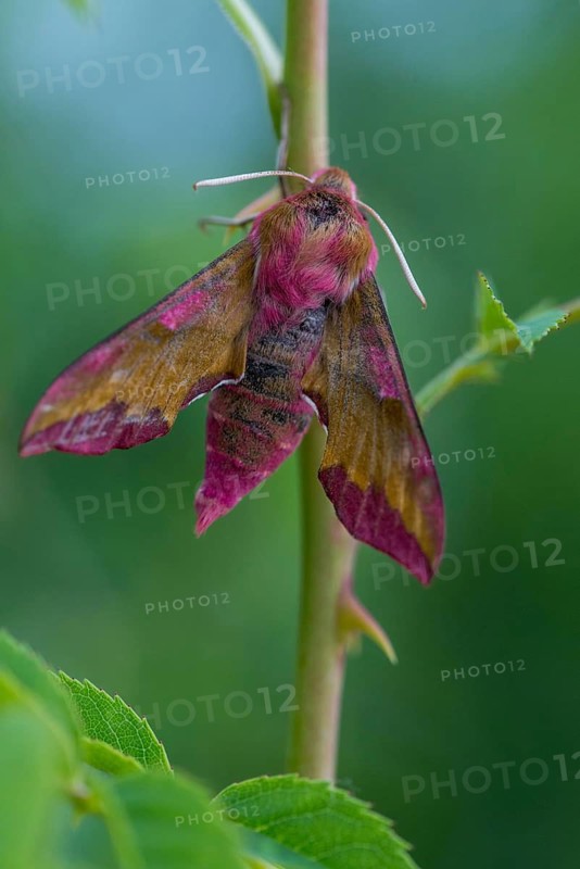 Deilephila porcellus, small wine enthusiast, small elephant hawk moth, sphingidae, flew off, butterfly, high size, portrait format, insects, moths, moths, moths, moths, butterfly, swarmer
