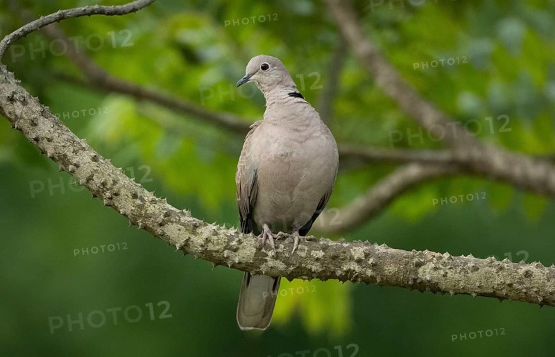 A Eurasian collared dove (Streptopelia decaocto) on a tree branch, sreepur, Gazipur, Bangladesh