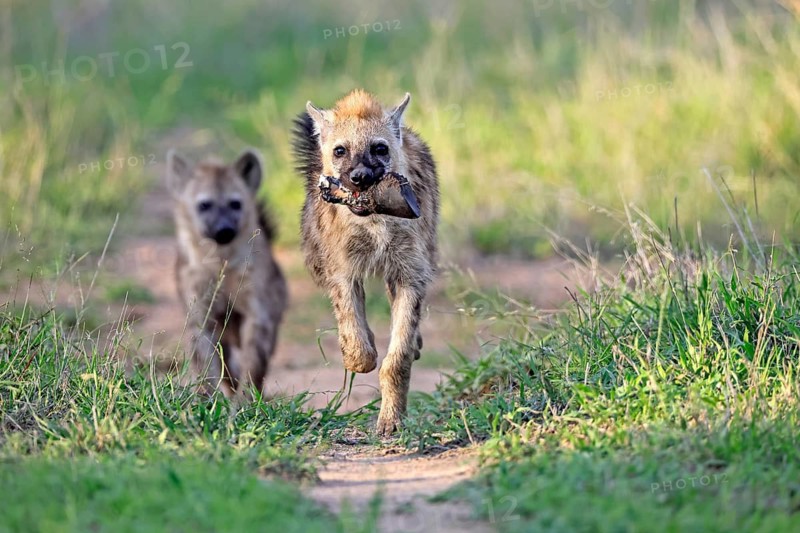 Spotted hyena (Crocuta crocuta), subadult, two, prey, bones, running, Kruger National Park, South Africa
