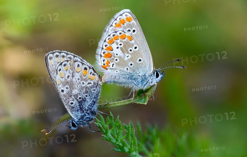 Common blue, common blue, crested blue, polyommatus icarus, blue, butterfly, insects, copula, mating, mating, butterflies, butterflies, butterflies