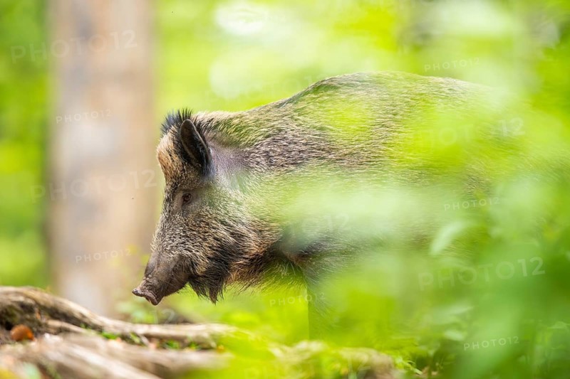Wild boar (Sus scrofa) standing in a forest, Bavaria, Germany