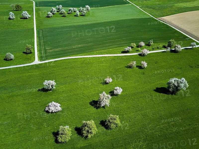 Blooming fruit trees, Beinwil, Freiamt, Canton of Aargau Switzerland