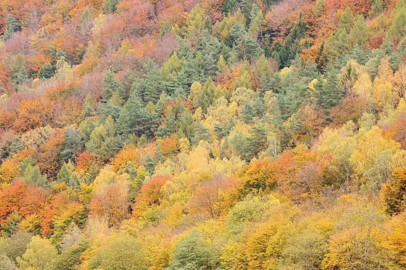 Mixed forest in autumn, Saxon Switzerland, Elbe Sandstone Mountains, Saxony, Germany
