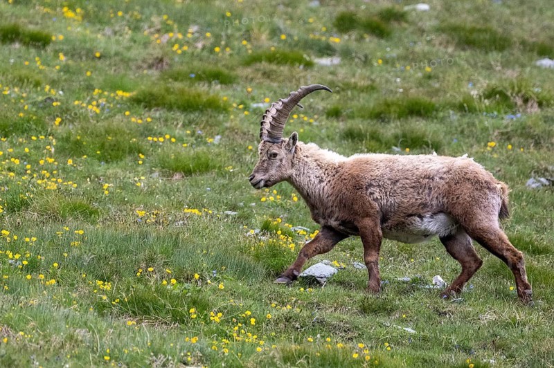 Alpine ibex (Capra ibex), Heiligenblut am Großglockner, Carinthia, Austria