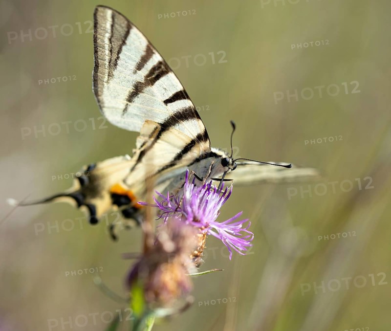 Brandenburg, Germany, Iphiclides Podalirius, Nabu project, national natural heritage, natural paradise Grünhaus, Scarce swallowtail, sailbutterfly, post-mining landscape, butterfly, green house, insects, pear-tree swallowtail, sail swallowtail, butterfly, butterflies