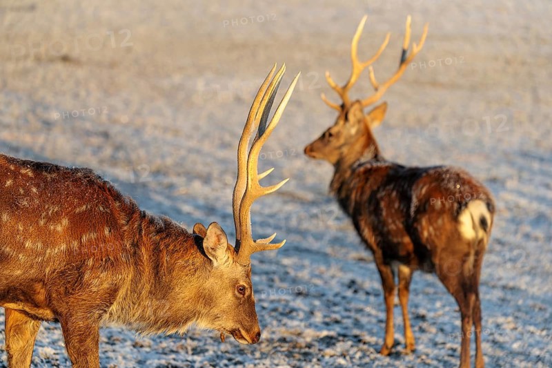 Two male Dybowski deer (Cervus nippon hortulorum) stand in a snow-covered meadow at sunrise. China, Taiwan, SE-Siberia, Korea, Japan, Vietnam