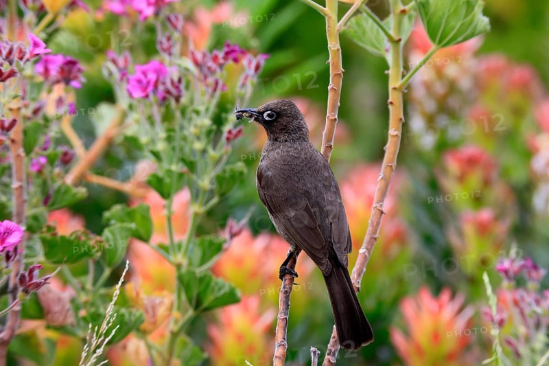Cape Bulbul (Pycnonotus capensis), adult, perched, with prey, alert, Kirstenbosch Botanical Garden, Cape Town, Western Cape, South Africa