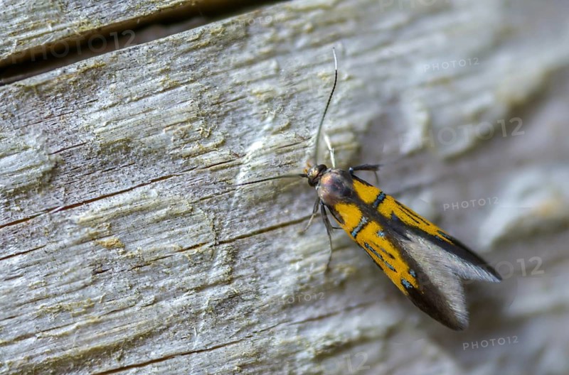 Brown-tip tubic, oak bark rotwood moth, orange-silver broad-winged moth, Schiffermülleria Schäfferella, insects, moths, moths, butterflies