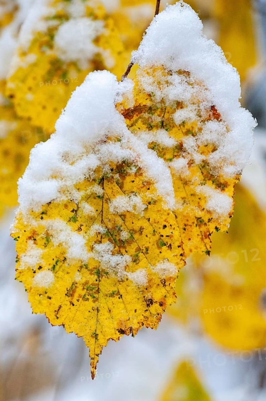 Autumn, detail, autumn, autumn leaves, high size, portrait format, snow, snow