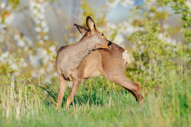 European roe deer (Capreolus capreolus), a doe grooming herself, North Rhine-Westphalia, Germany