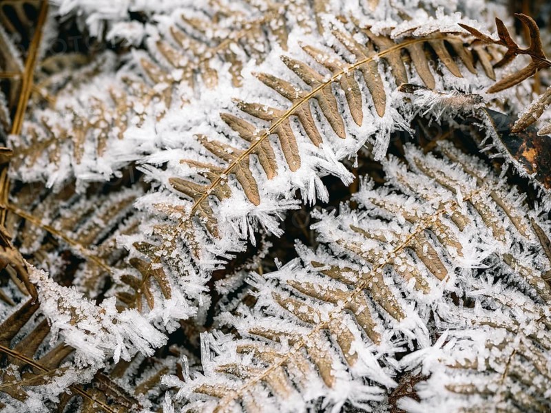 Fern leaves covered with hoarfrost, Sauerland, North Rhine-Westphalia, Germany
