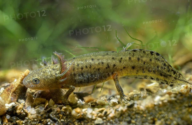 Great Crested Newt, Crested Newt, Northern Crested Newt, Triturus Cristatus, Amphibians, Amphibians, Larva, Larva, Amphibian, Northern Crested Newt, Warty Newt
