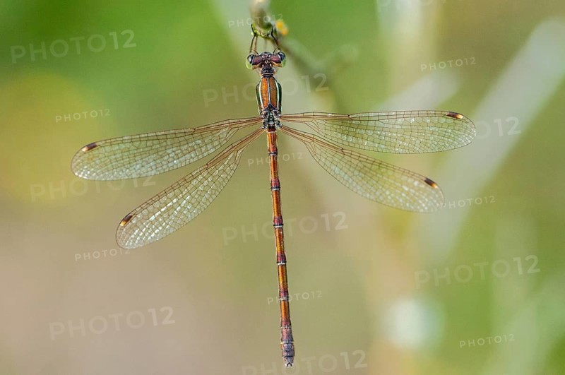 Brandenburg, Germany, Lestes Barbarus, Migrant Spreadwing, National Natural Heritage, Grünhaus Nature Paradise, Shy Emerald Damselfly, Southern Emerald Damselfly, Southern Ruismaid, Post-Mining Landscape, Damselflies, Dragonflies, Greenhouse, Insects, Dragonflies, Odonata, Zygoptera