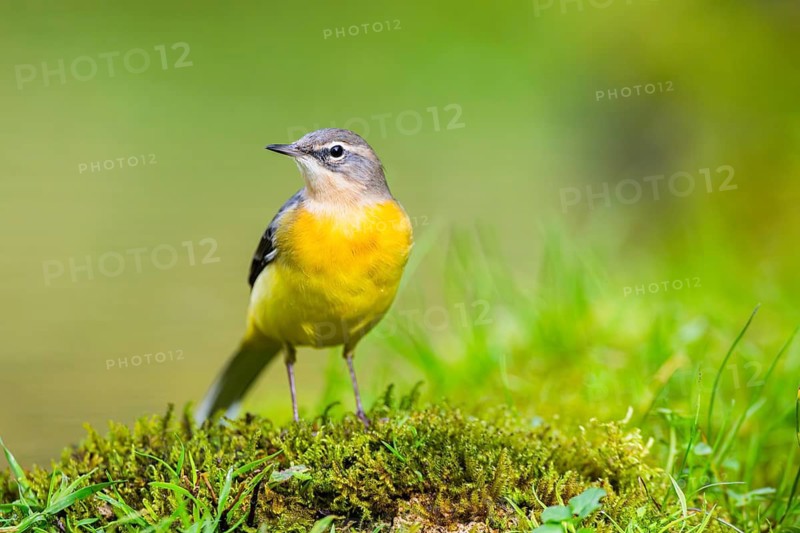 Grey Wagtail (Motacilla cinerea) hunting at a little lake in a swamp, wildlife, Germany