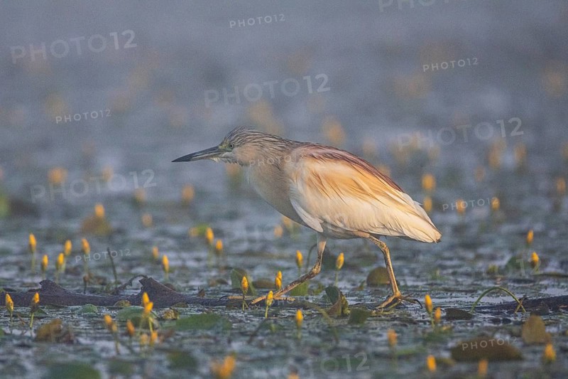 Squacco Heron (Ardeola ralloides) in the fog Hungary