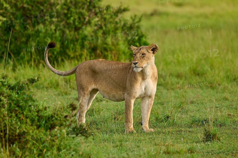A lioness stands with her tail raised in her natural African habitat, lion (Panthera leo), Masai Mara National Reserve, Narok County, Kenya