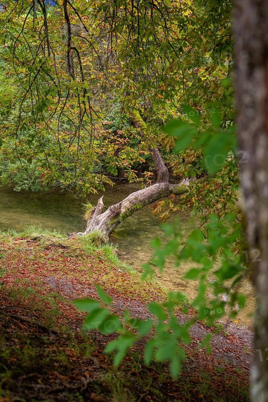 Small river with tree on the banks, autumn leaves create a peaceful natural backdrop, Immenstadt, Allgäu, Germany