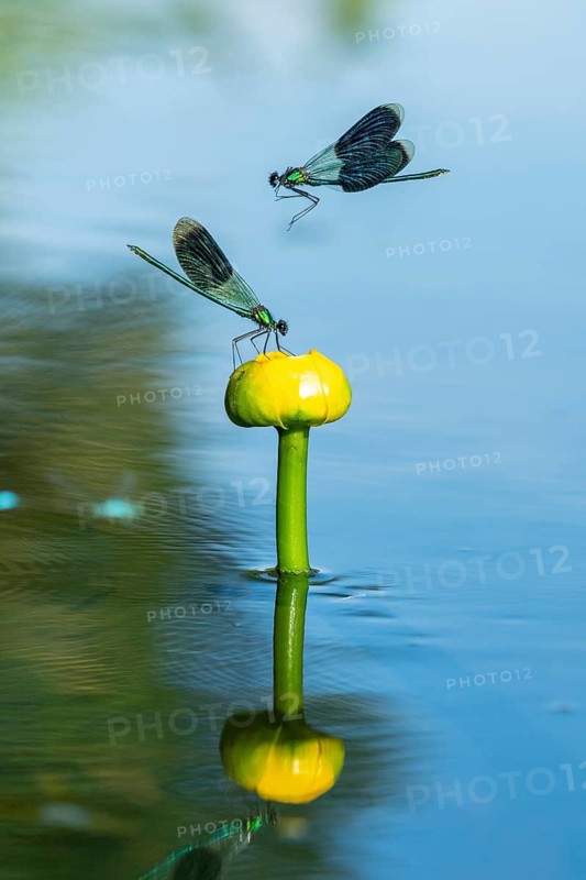 A flying Banded demoiselle (Calopteryx splendens) on a water lily in the River Hunte, Goldenstedt, Lower Saxony, Germany