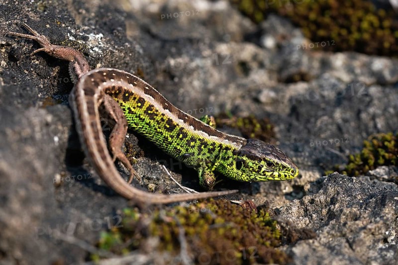 Lacerta agilis, sand lizard, sand lizard, critters, lizards, reptiles, lizards, males, reptilia, reptiles