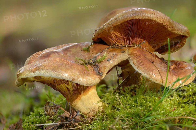 Bald Krempling, Paxillus Involutus, Balding Krempling, Brown Roll-Rim, Common Roll-Rim, Fungi, Fungus, Fungi