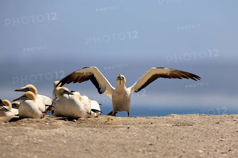 Cape Gannet (Morus capensis), adult, in flight, taking off, flying away, on land, coast, beach, Lamberts Bay, Western Cape, South Africa