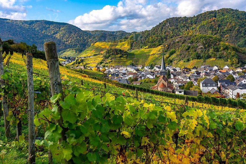 Vineyards in autumn in the central Ahr valley, near Mayschoß, Rhineland-Palatinate