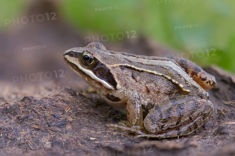 Manure heap, poop, cow dung, cow patties, moor frog, moor frog, rana arvalis, amphibians, amphibians, dung, frog, frog, frogs, young animal, juvenile, droppings, amphibians, dung, dung heap