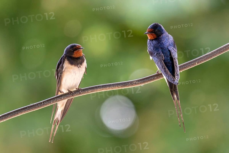 Hirundo rustica, barn swallow, birds, passeri, swallows, songbirds, birds