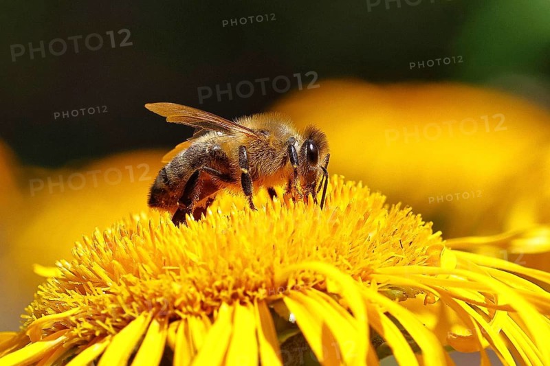 European honeybee (Apis mellifera), on a yellow flower of a Great Telekie (Telekia speciosa), close-up, wildlife, insects, Wilnsdorf, North Rhine-Westphalia, Germany