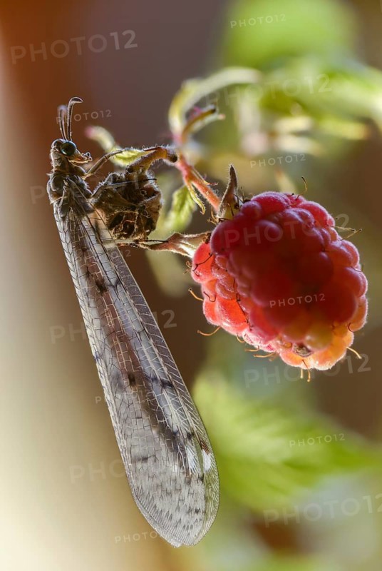 Antmaids, Euroleon Nostras, spotted winged ant maid, Myrmeleontidae, Neuroptera, Suffolk Antlion, high size, portrait format, insects, web-winged