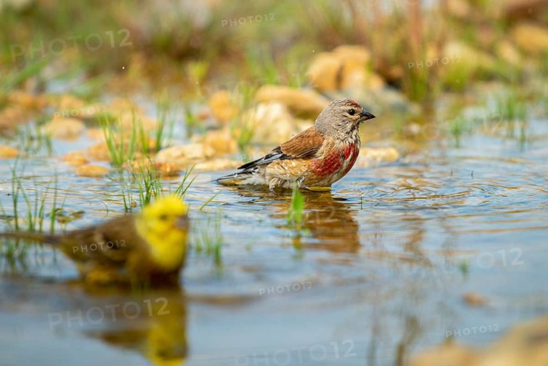 Acanthis cannabina, bloodtail, linaria cannabina, linnet, bath, bird bath, birds, hanfling, male, passeri, songbirds, songbirds, drinking, birdbath, birds, watering place