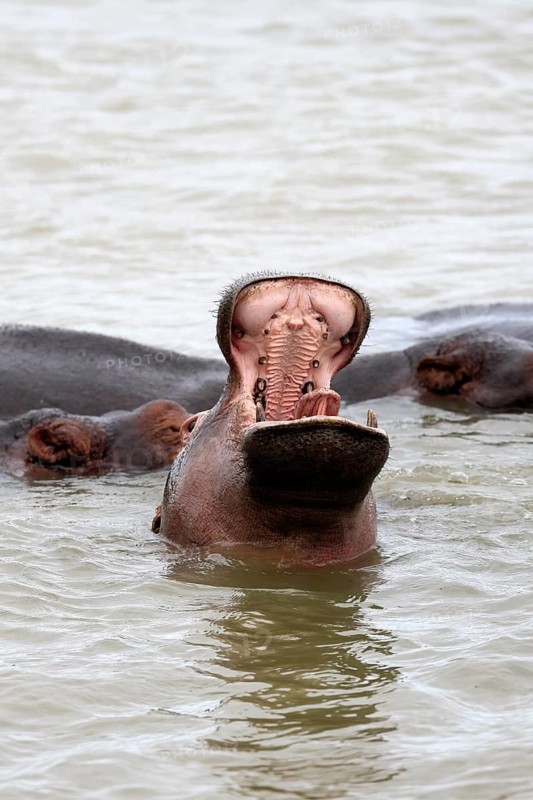 Hippopotamus (Hippopotamus amphibius), adult, in the water, yawning, menacing, portrait, iSimangaliso Wetland Park, KwaZulu-Natal, South Africa