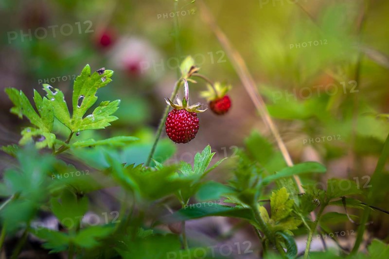 Bright red wild strawberries surrounded by fresh greenery in the forest, Simmelhütte, Bad Wildbad. germany
