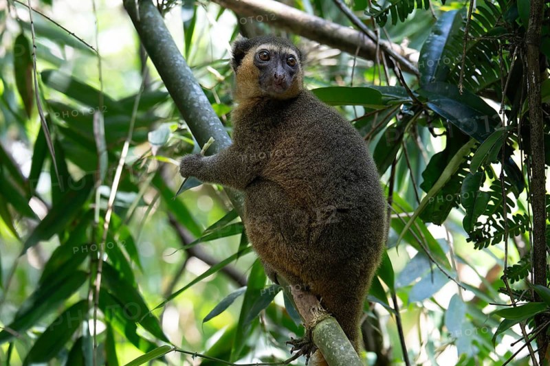 A golden bamboo lemur of the genus Hapalemur aureus, in the rainforests of Ranomafana National Park