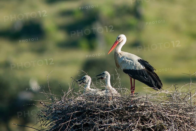Ciconia ciconia, white stork, birds, ciconiiformes, extremadura, nest, walking birds, Spain, wading birds, stork, stork, stork, storks, birds