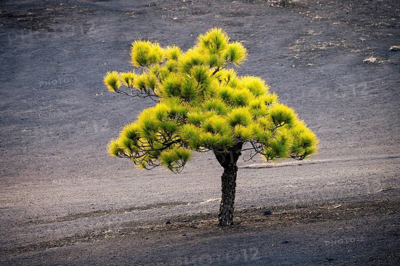 Canary Island pine (Pinus canariensis) near the new Tajogaite volcano. La Palma, Canary Islands, Spain