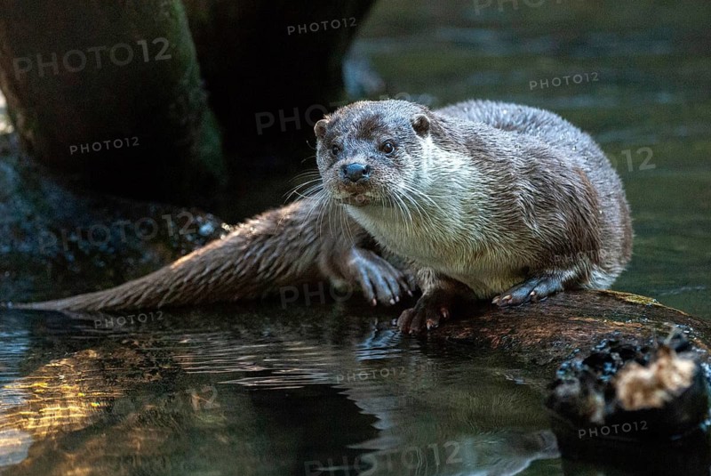 Carnivora, Eurasian otters, Lutra Lutra, predators, mammals, martens, raptors, mammals