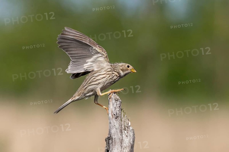 Brandenburg, Corn Bunting, Germany, Emberiza Calandra, Corn Bunting, Miliaria Calandra, Nabu, Nabu Project, National Natural Heritage, Grünhaus Nature Paradise, Post-Mining Landscape, Birds, Flying, Flight, Greenhouse, Passeri, Songbirds, Birds
