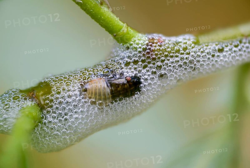 Aphrophora salicina, brown willow spittlebug, witch spit, cuckoo saliva, cuckoo spit, foam cicada, willow foaming cicada, insects, larva, larva, foam nest, cicadas