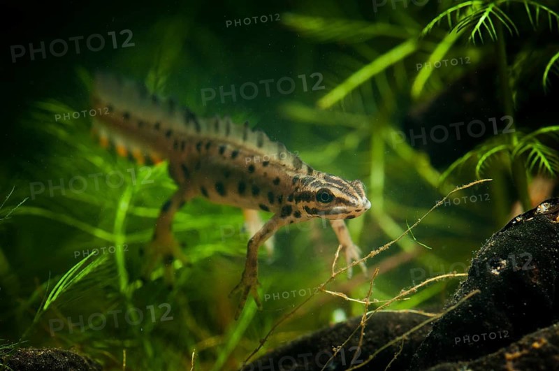Lissotriton vulgaris, smooth newt, triturus vulgaris, amphibians, amphibians, amphibians, amphibians, amphibians, males, males